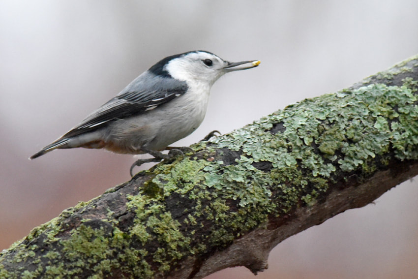 White-breasted Nuthatch,
